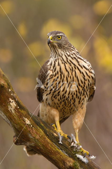 Havik (Accipiter gentilis)