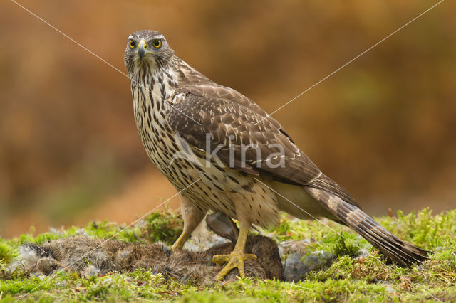 Goshawk (Accipiter gentilis)