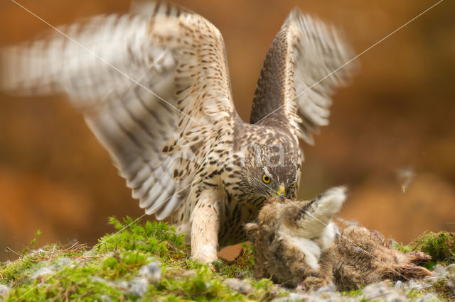 Havik (Accipiter gentilis)