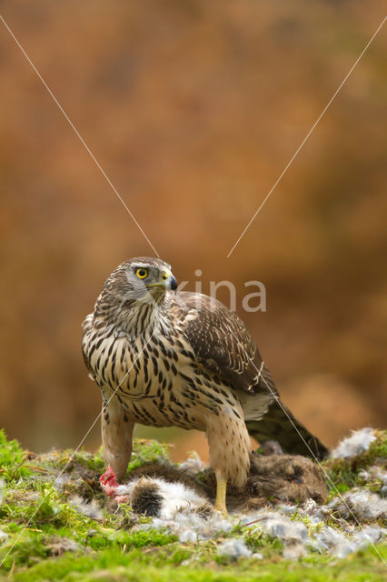 Havik (Accipiter gentilis)