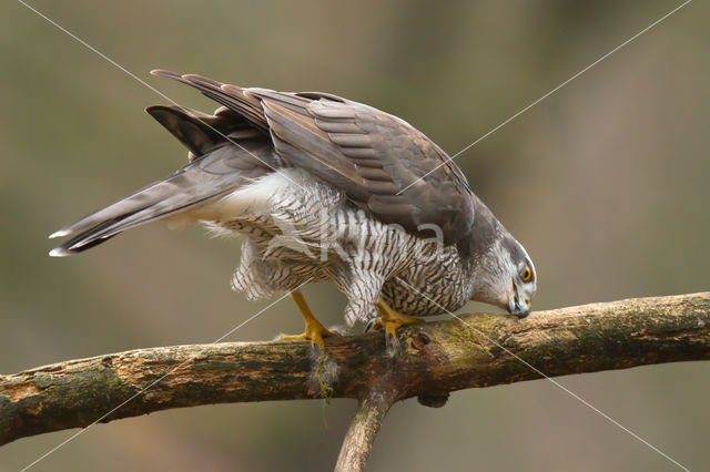 Goshawk (Accipiter gentilis)