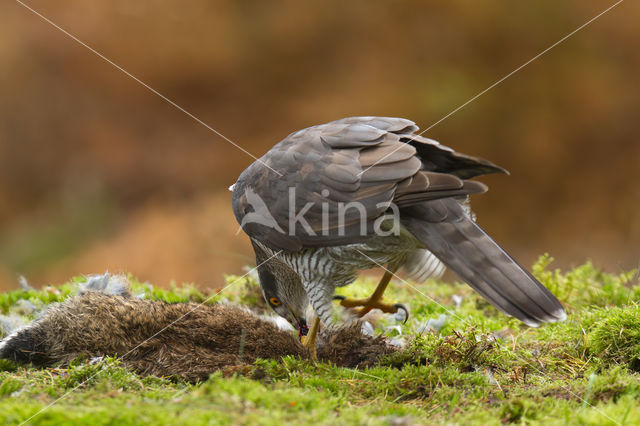 Goshawk (Accipiter gentilis)