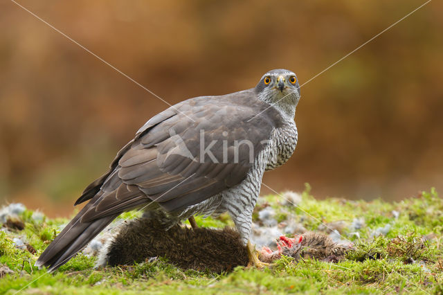 Goshawk (Accipiter gentilis)