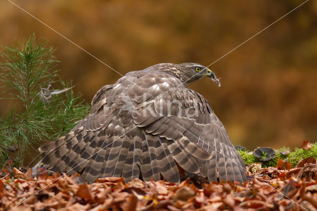 Goshawk (Accipiter gentilis)