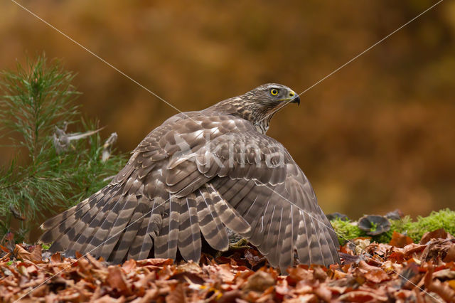 Goshawk (Accipiter gentilis)