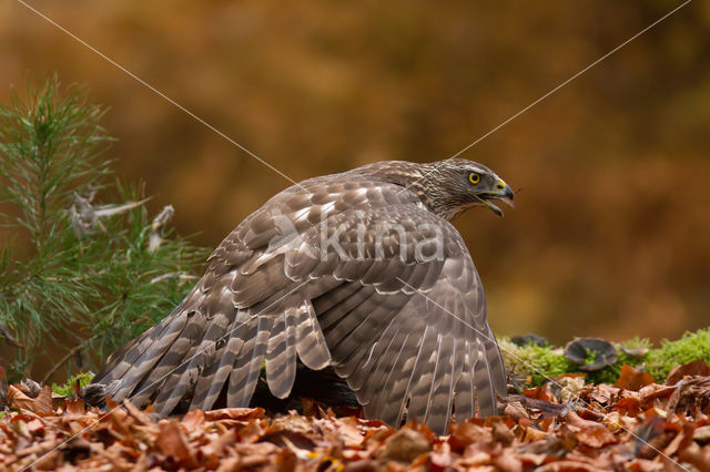 Havik (Accipiter gentilis)