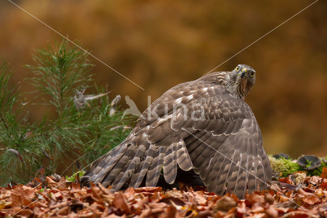 Havik (Accipiter gentilis)