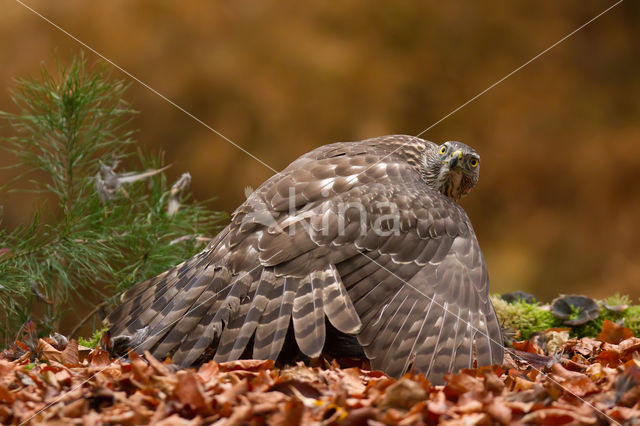 Havik (Accipiter gentilis)