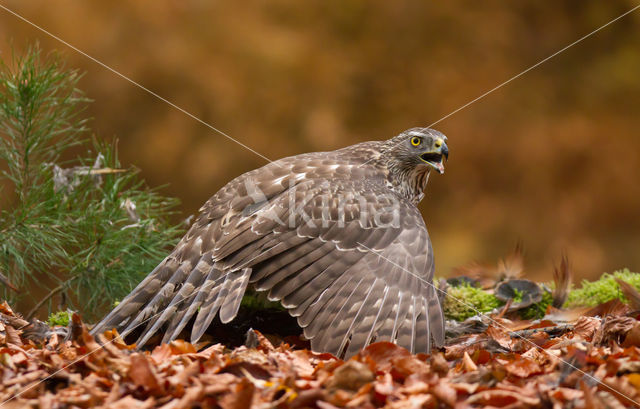 Havik (Accipiter gentilis)