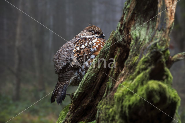 Hazel grouse (Tetrastes bonasia)