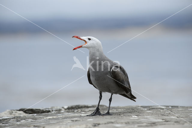 Heermanns Meeuw (Larus heermanni)