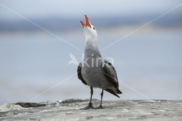 Heermann's Gull (Larus heermanni)