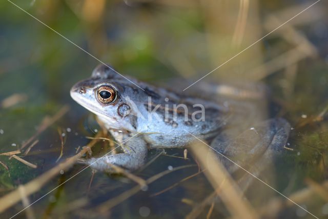 Moor Frog (Rana arvalis)