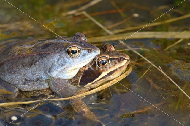 Moor Frog (Rana arvalis)