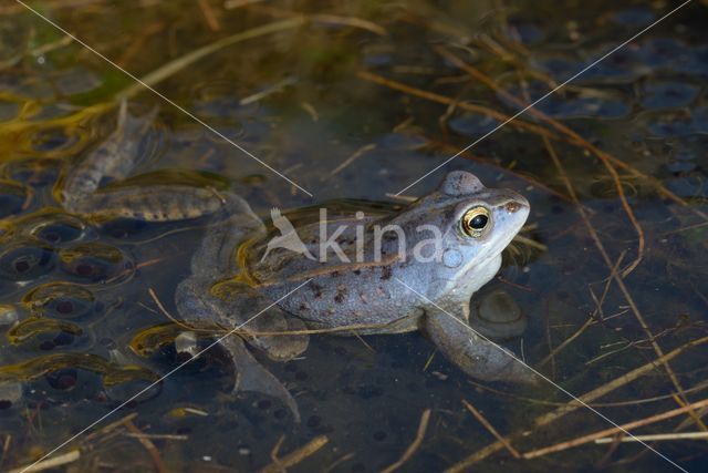 Moor Frog (Rana arvalis)