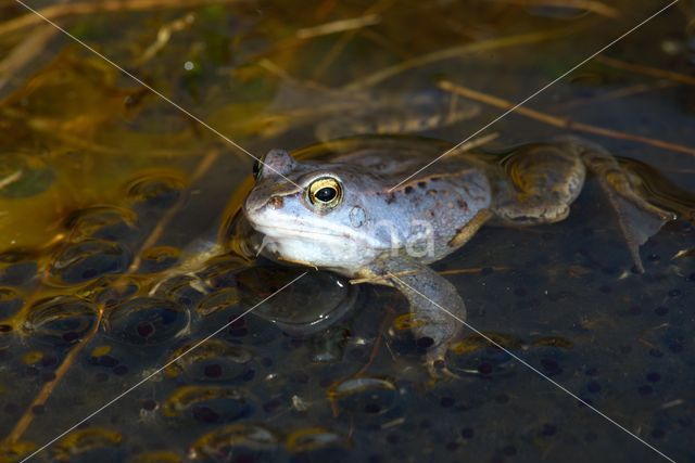 Moor Frog (Rana arvalis)