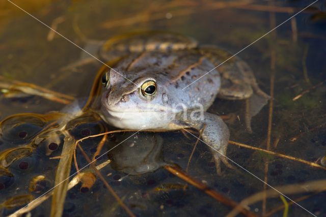 Heikikker (Rana arvalis)