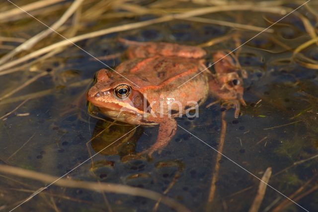 Moor Frog (Rana arvalis)