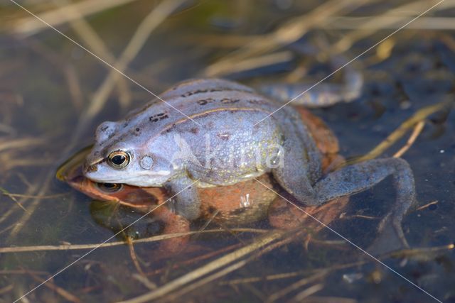 Moor Frog (Rana arvalis)