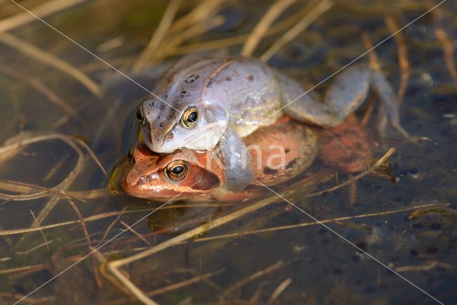 Moor Frog (Rana arvalis)