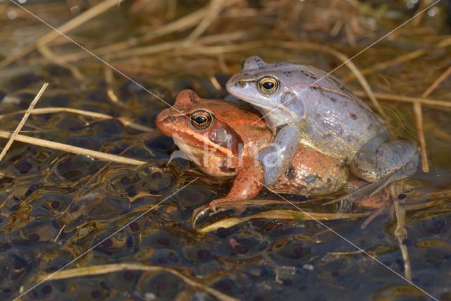 Moor Frog (Rana arvalis)