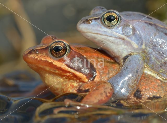 Heikikker (Rana arvalis)