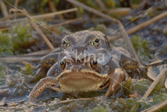 Moor Frog (Rana arvalis)