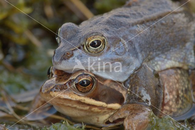 Moor Frog (Rana arvalis)