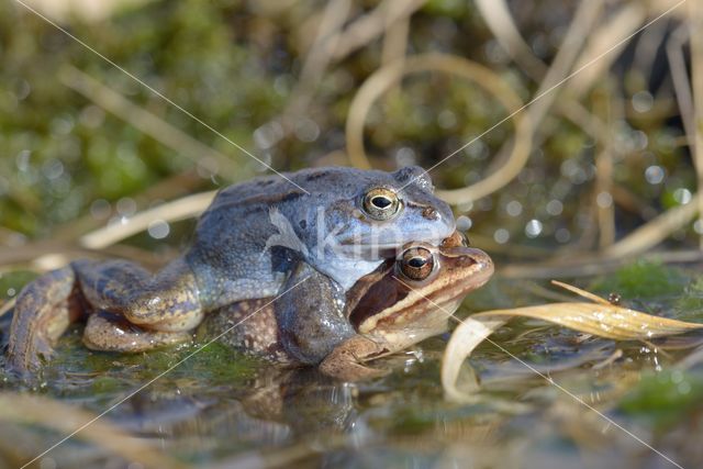 Heikikker (Rana arvalis)