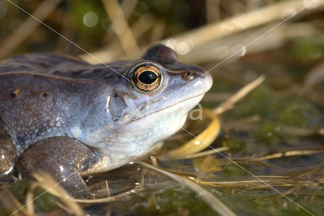 Moor Frog (Rana arvalis)