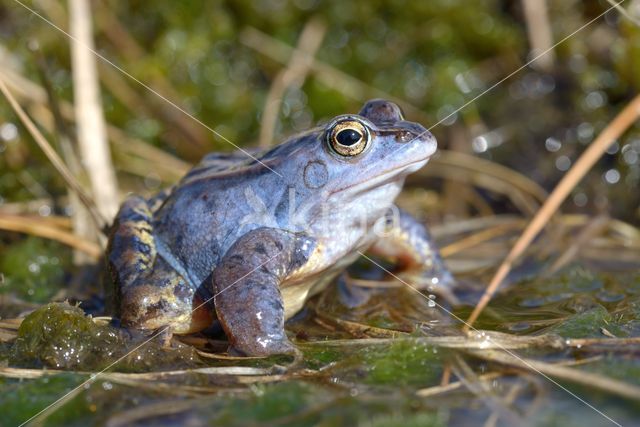 Moor Frog (Rana arvalis)