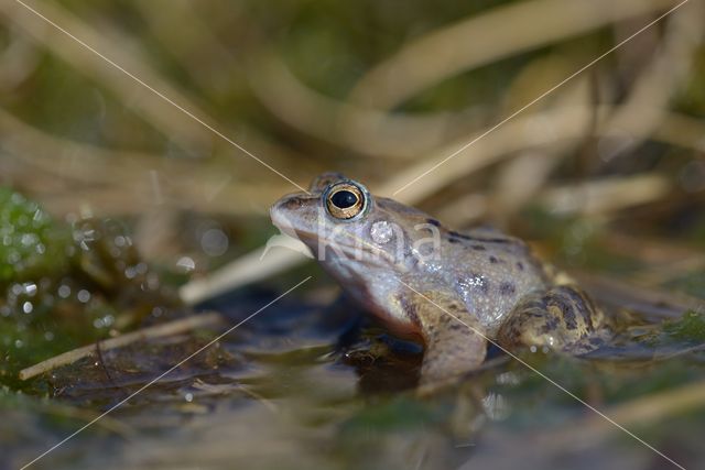 Moor Frog (Rana arvalis)