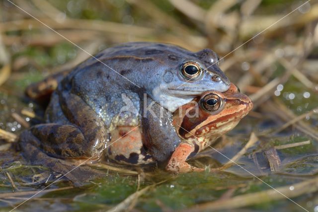 Moor Frog (Rana arvalis)