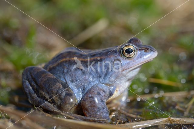 Moor Frog (Rana arvalis)