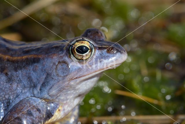 Moor Frog (Rana arvalis)