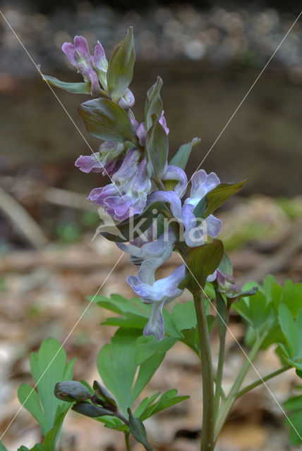 Holwortel (Corydalis cava)