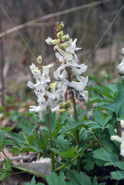 Hollow-root (Corydalis cava)