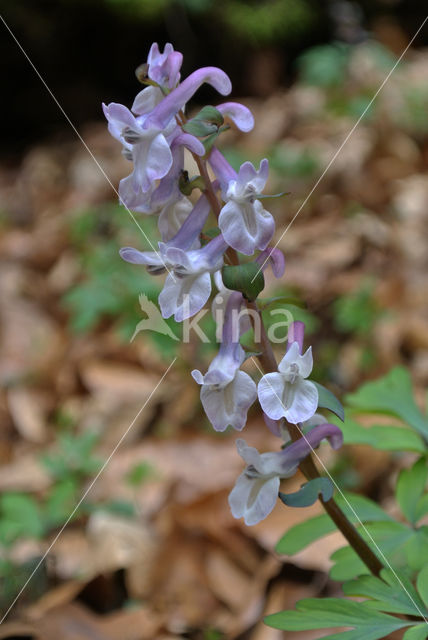 Holwortel (Corydalis cava)