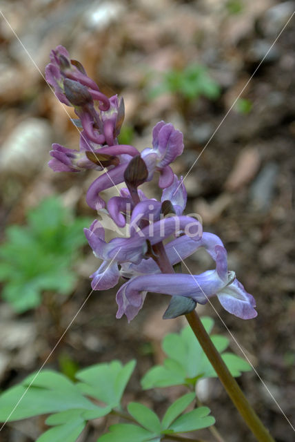 Holwortel (Corydalis cava)