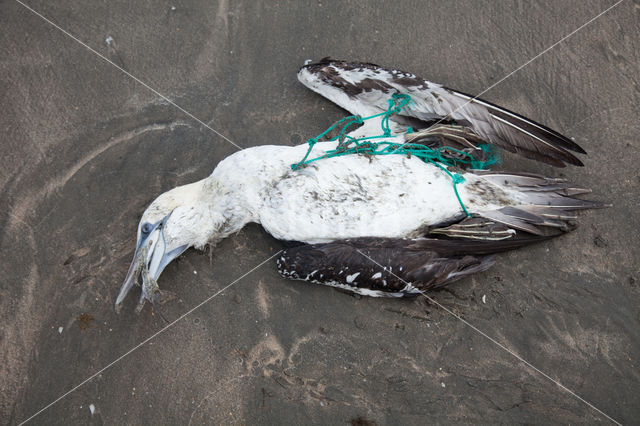 Northern Gannet (Morus bassanus)