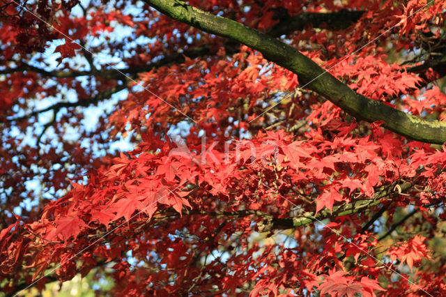 Japanse esdoorn (Acer japonicum)