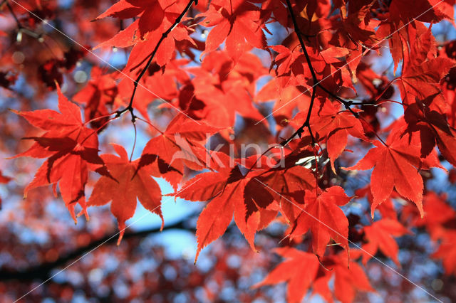 Japanse esdoorn (Acer japonicum)