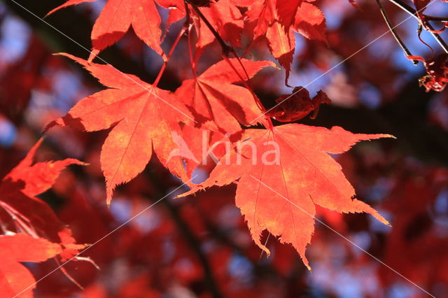 Japanse esdoorn (Acer japonicum)