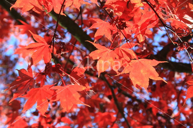 Japanse esdoorn (Acer japonicum)