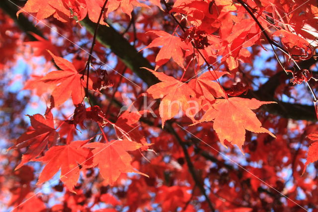 Japanese Maple (Acer japonicum)