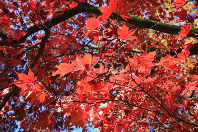 Japanse esdoorn (Acer japonicum)