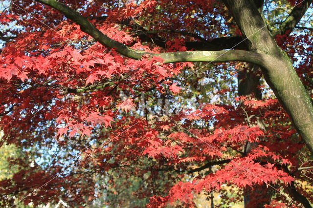 Japanse esdoorn (Acer japonicum)