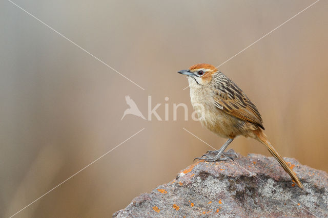 Kaapse Grasvogel (Sphenoeacus afer)