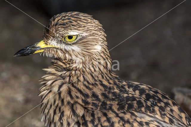 Spotted Thick-knee (Burhinus capensis)