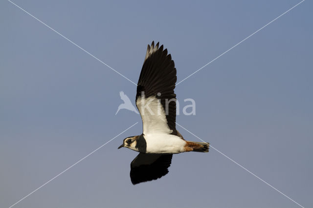 Lapwing (Vanellus vanellus)